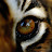 tigerofepicness avatar