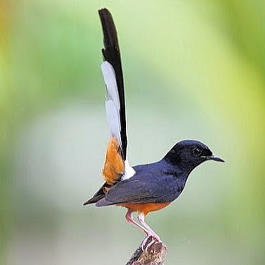 Master Kicau Burung 