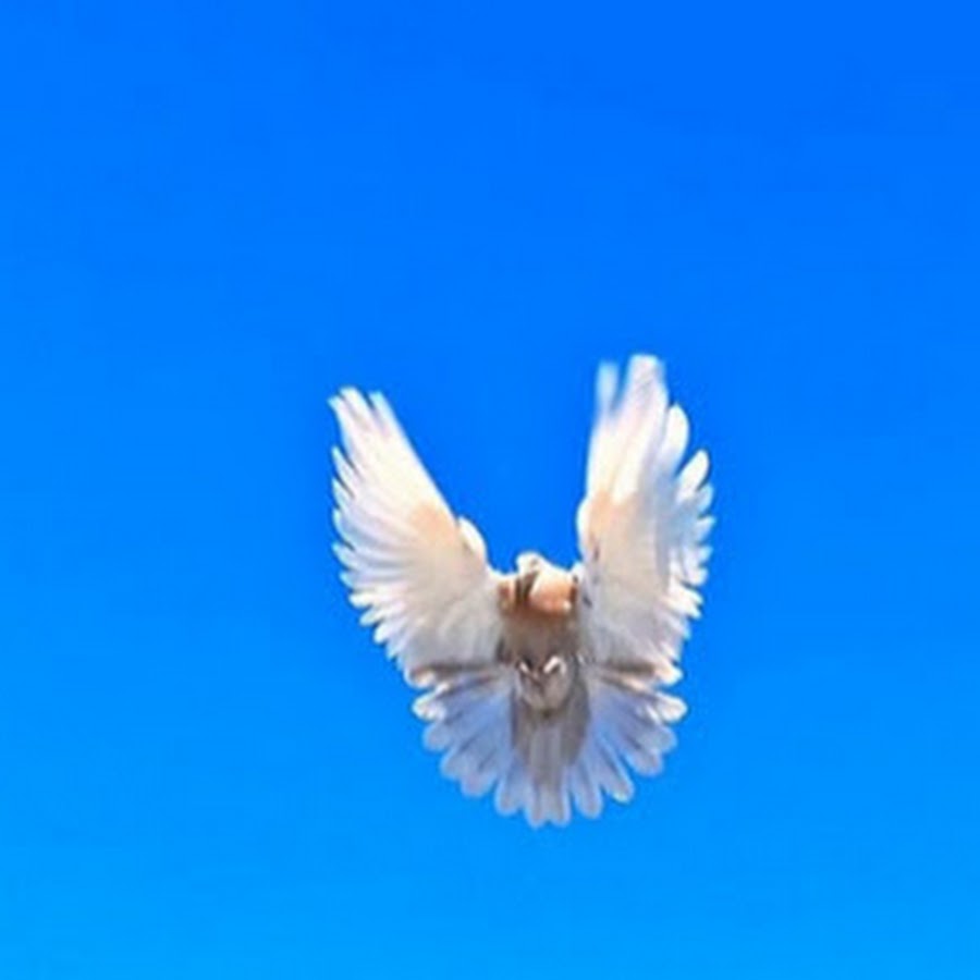 николаевский высоколетный белый голубь. белые торцовые голуби николаевские. голуби николаевские торцовые высоколётные. николаевские торцовые голуби. белые николаевские голуби.