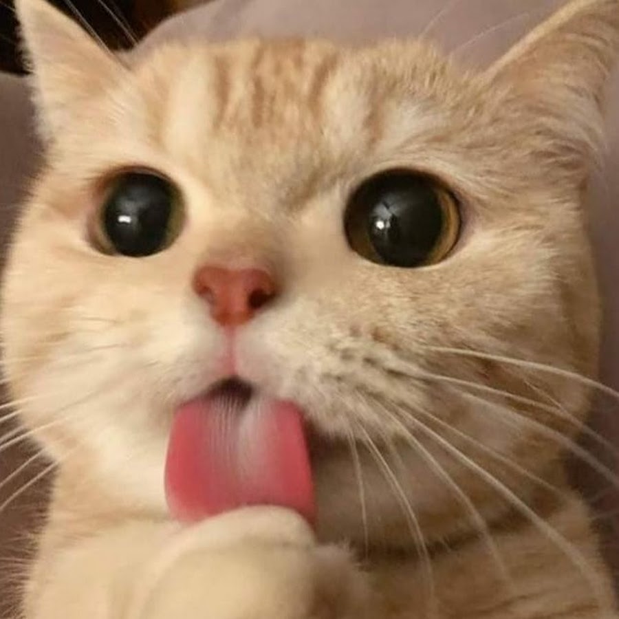 TAKİP EDİN YOLU BİLİYORUM YouTube