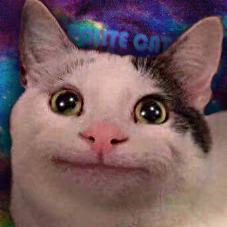Polite Cat 