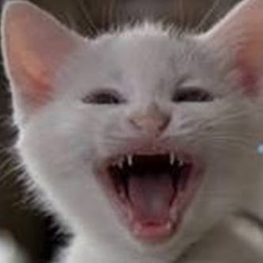 Gato no Face 