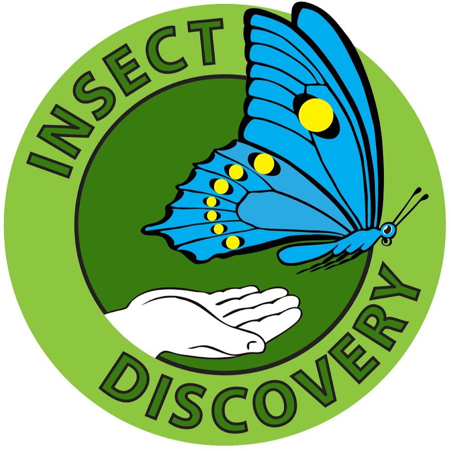 Insect Discovery YouTube