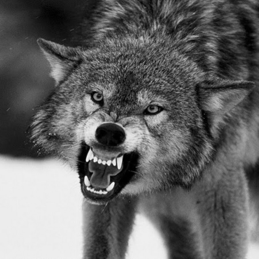 на связи bodiev, ганвест. оскал пантеры. оскал песня. снежный барс рычит. чёрный волк оскал.