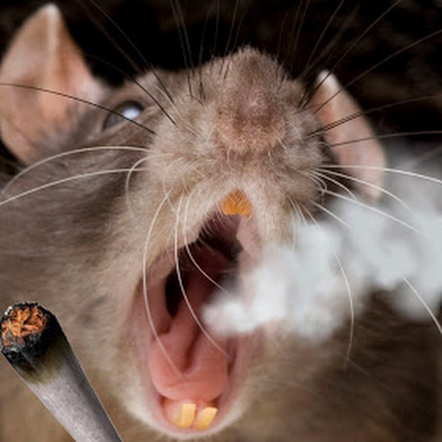Weed Rat YouTube