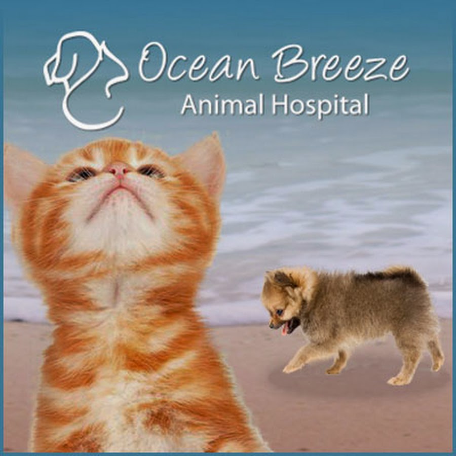 Ocean Breeze Animal Hospital YouTube