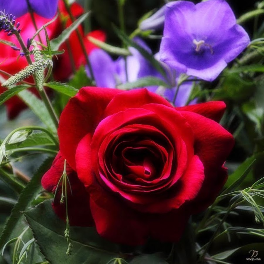 Of Roses And Violets YouTube