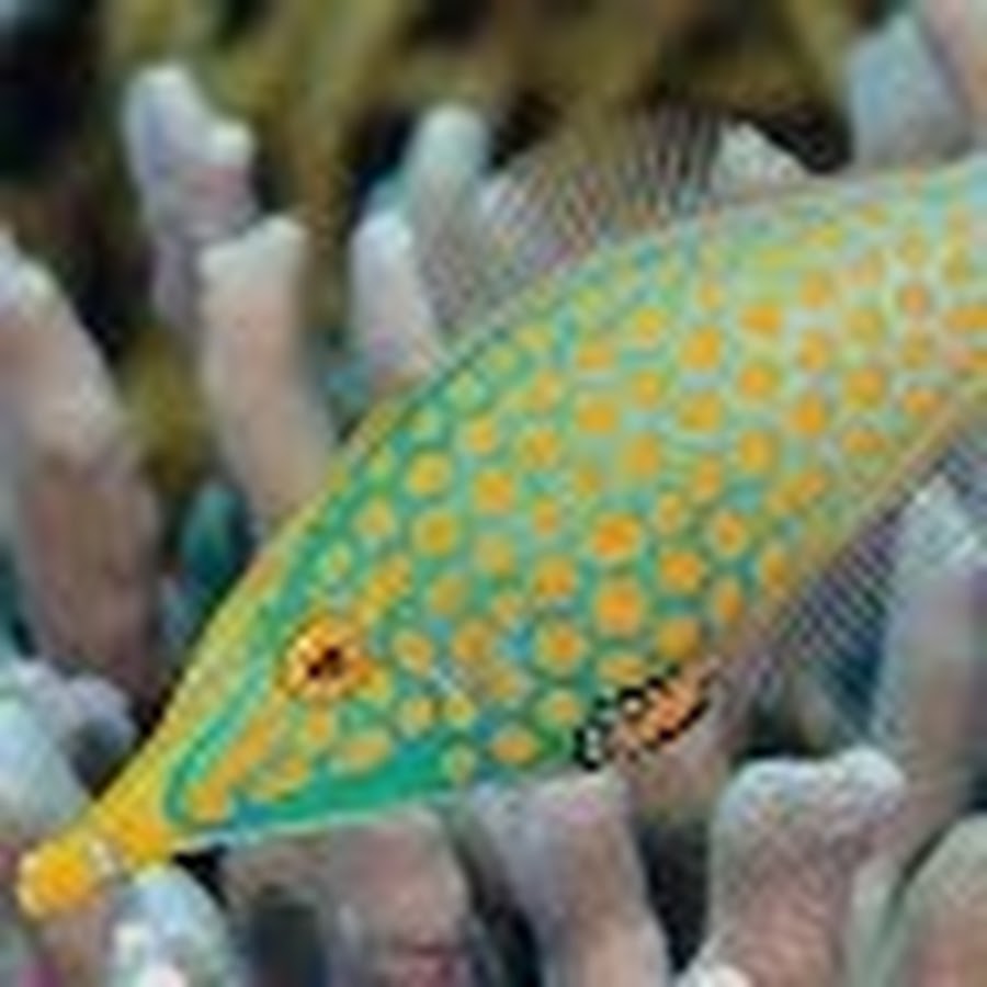 Аквариумная рыбка на букву т. Оксимонакант длиннорылый. Oxymonacanthus longirostris. Арлекин Filefish. Кудрепер длиннорылый.