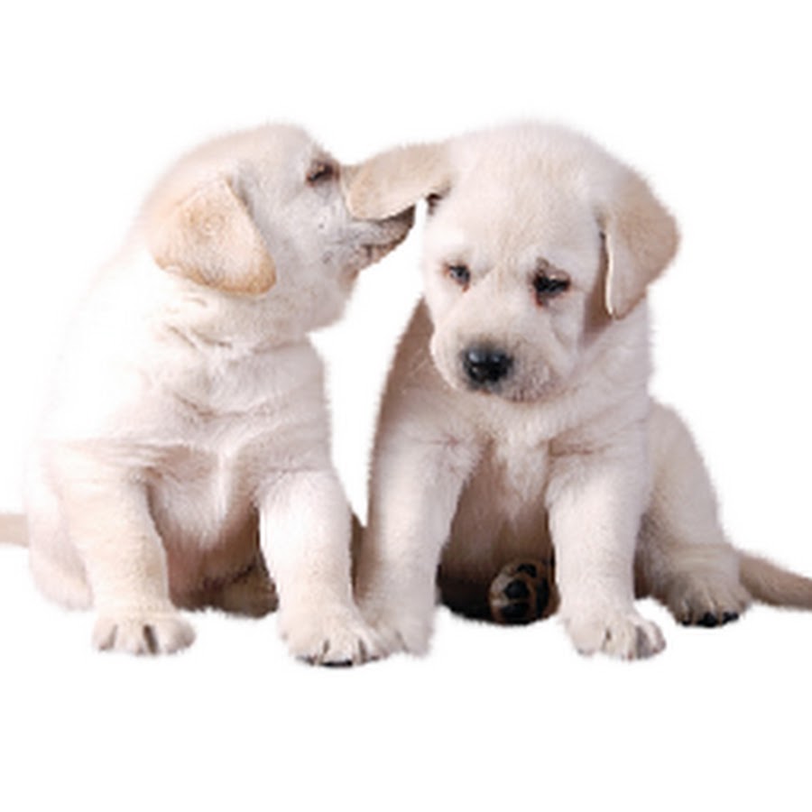 Best Puppy Pictures Ever - YouTube