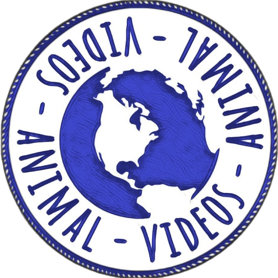 Mundo Animal Videos - YouTube