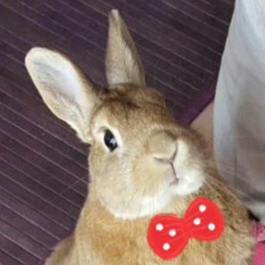 RABBIT TALES AND MORE - YouTube