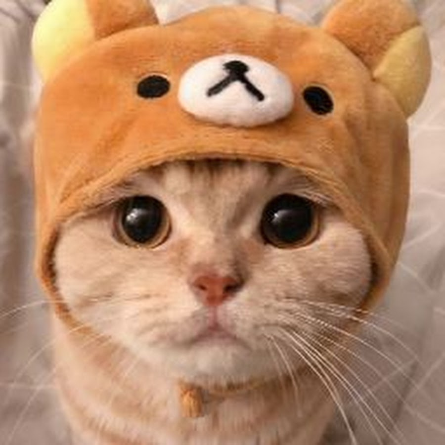 Candy Cat YouTube