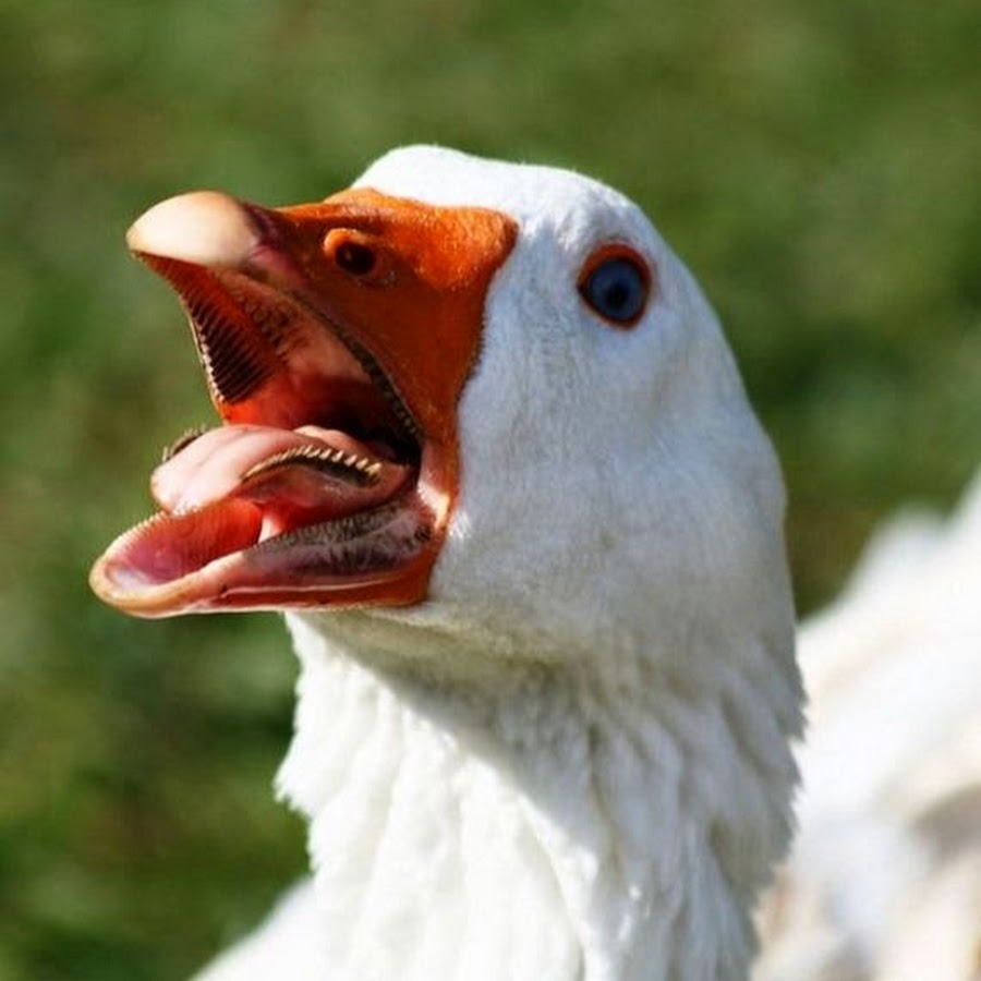 Бешеный гусь. Селезень утка гусь лебедь. Селфи утки. Смешная утка. Гусь кричит.