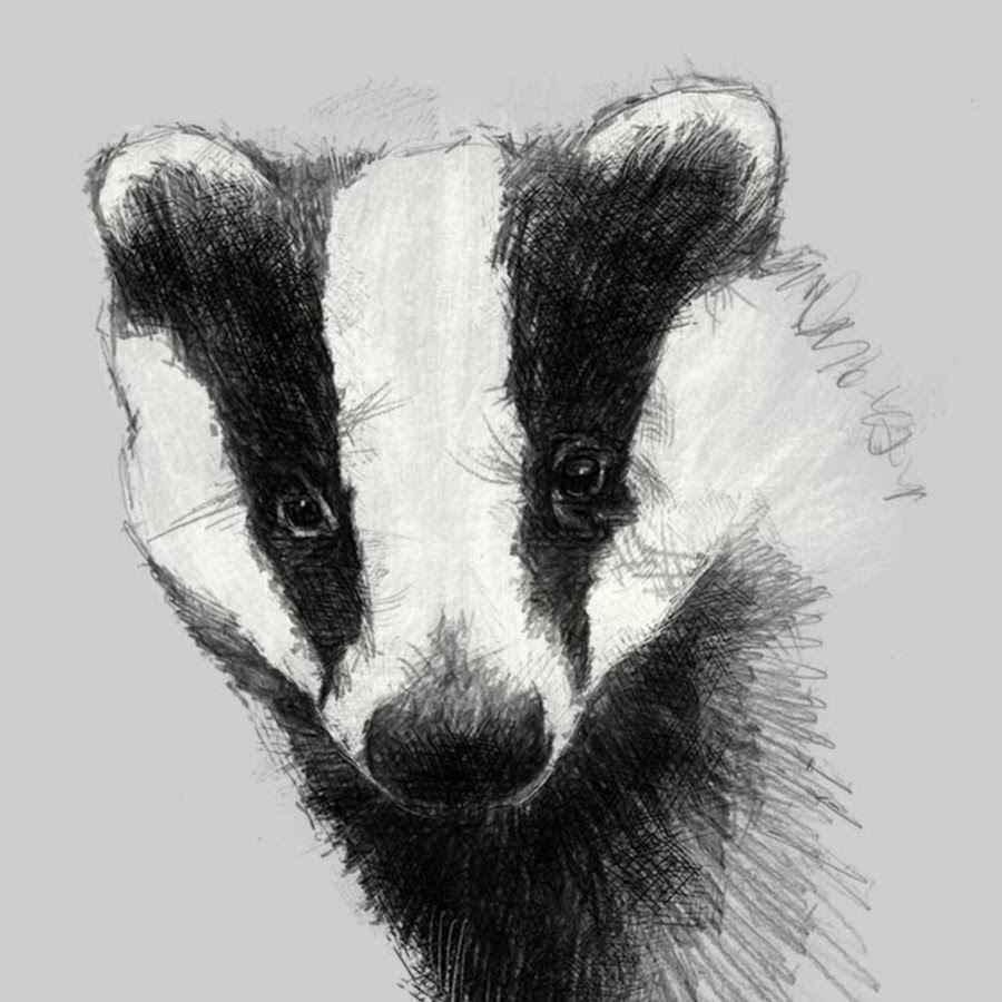 барсук черно белый. рисунок барсука для детей для срисовки. барсук карандашом. барсук для детей. барсук карандашом.