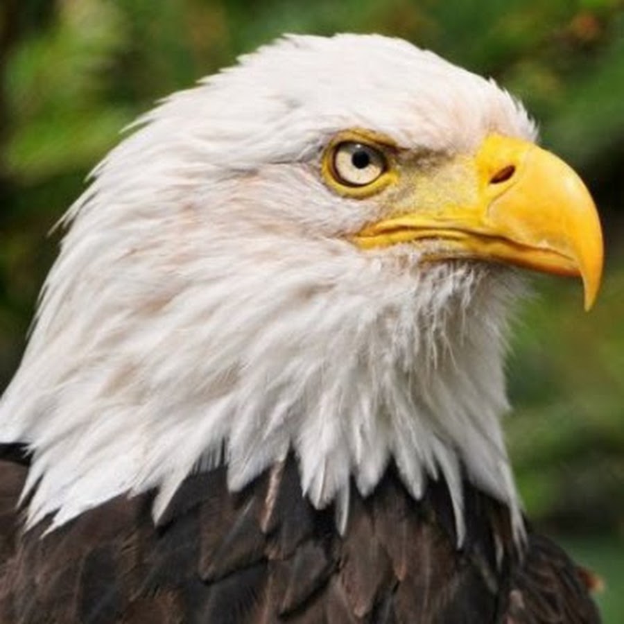 Elang EAGLE YouTube Elang EAGLE YouTube