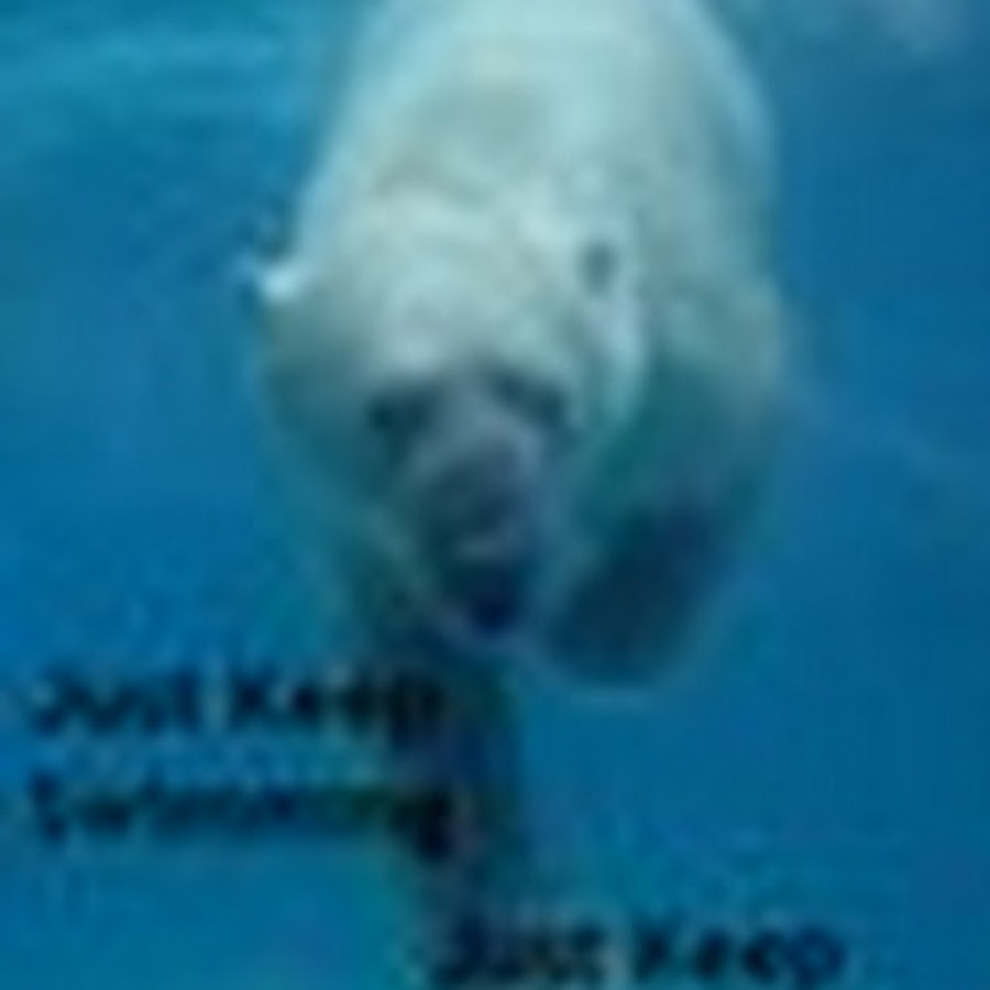 Медведь плавает скорость. Белый медведь в воде. Белый медведь плывет. Белый медведь плавает. Белый медведь под водой.