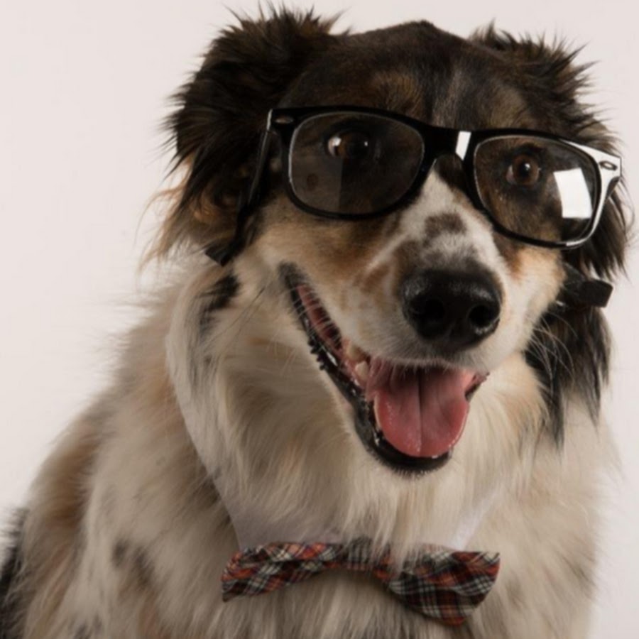 Dogs Are The Most Moe