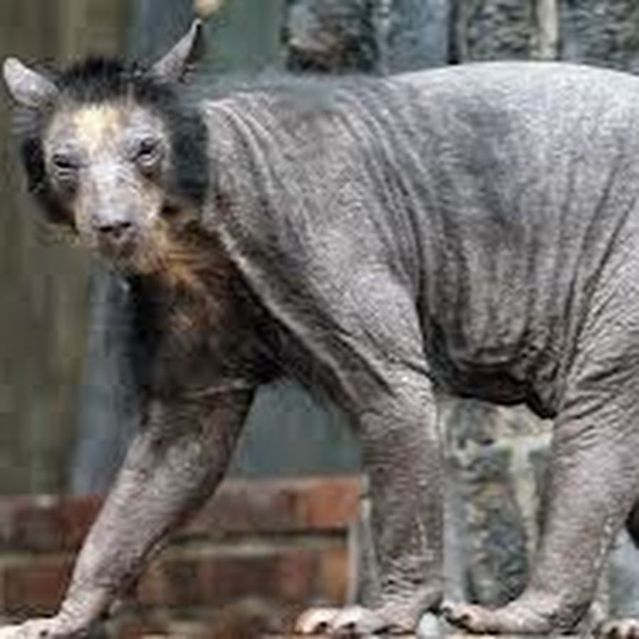 Hairless Bear - YouTube