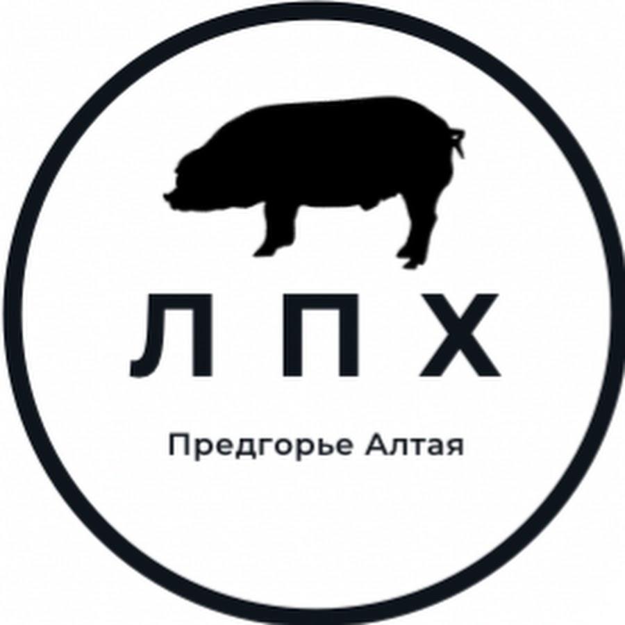 Лпх предгорье алтая. Лпх предгорье алтая цена на поросят. Экоферма. Поросята бийск василий купить в лпх предгорья алтая. Кормление свиней с подстилки.