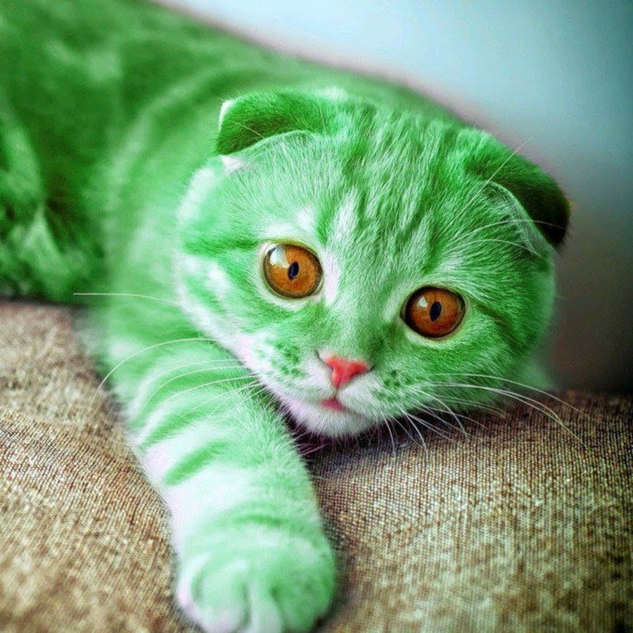 green cat - YouTube