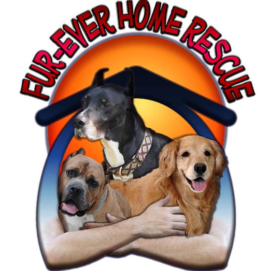 FurEver Home Rescue YouTube