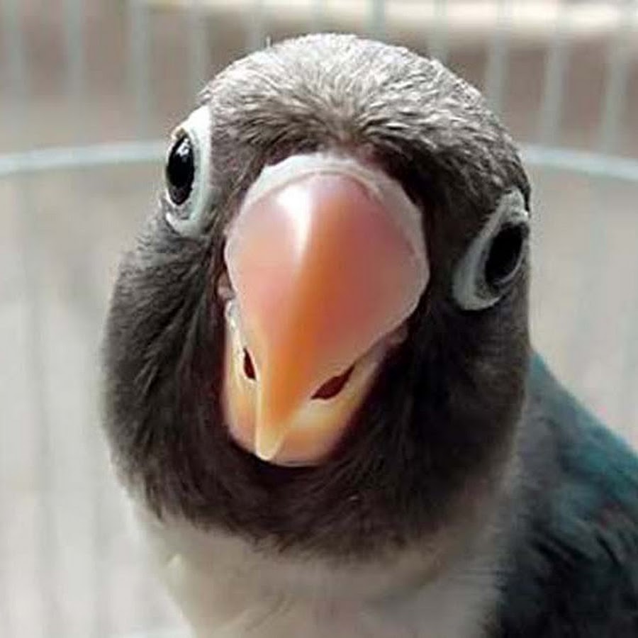 Sekolah Burung 
