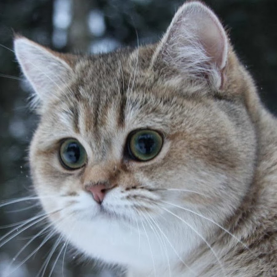 kirbyyasha - YouTube