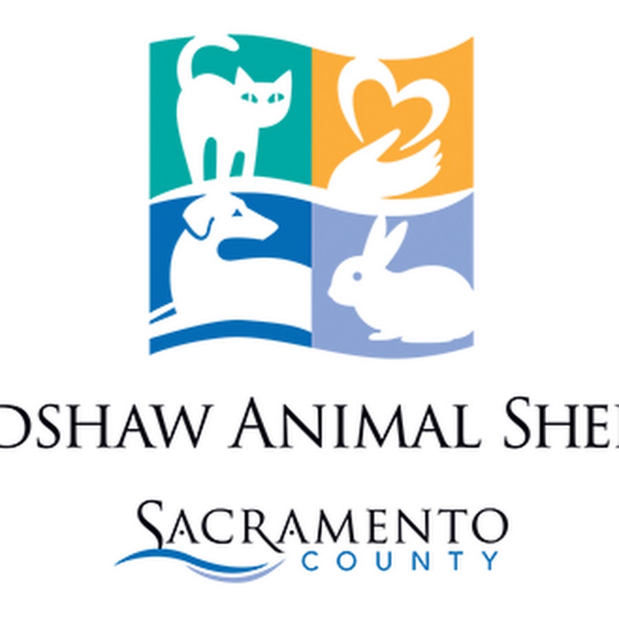 Bradshaw Animal Shelter Cats YouTube