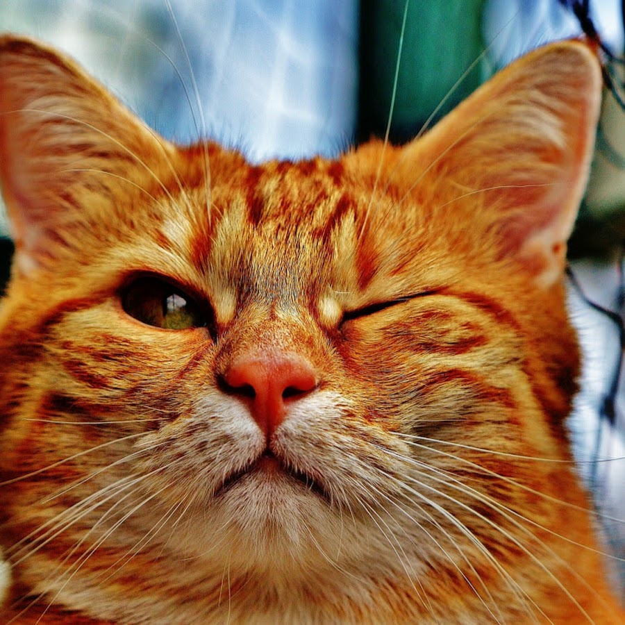 Cute Animal World 