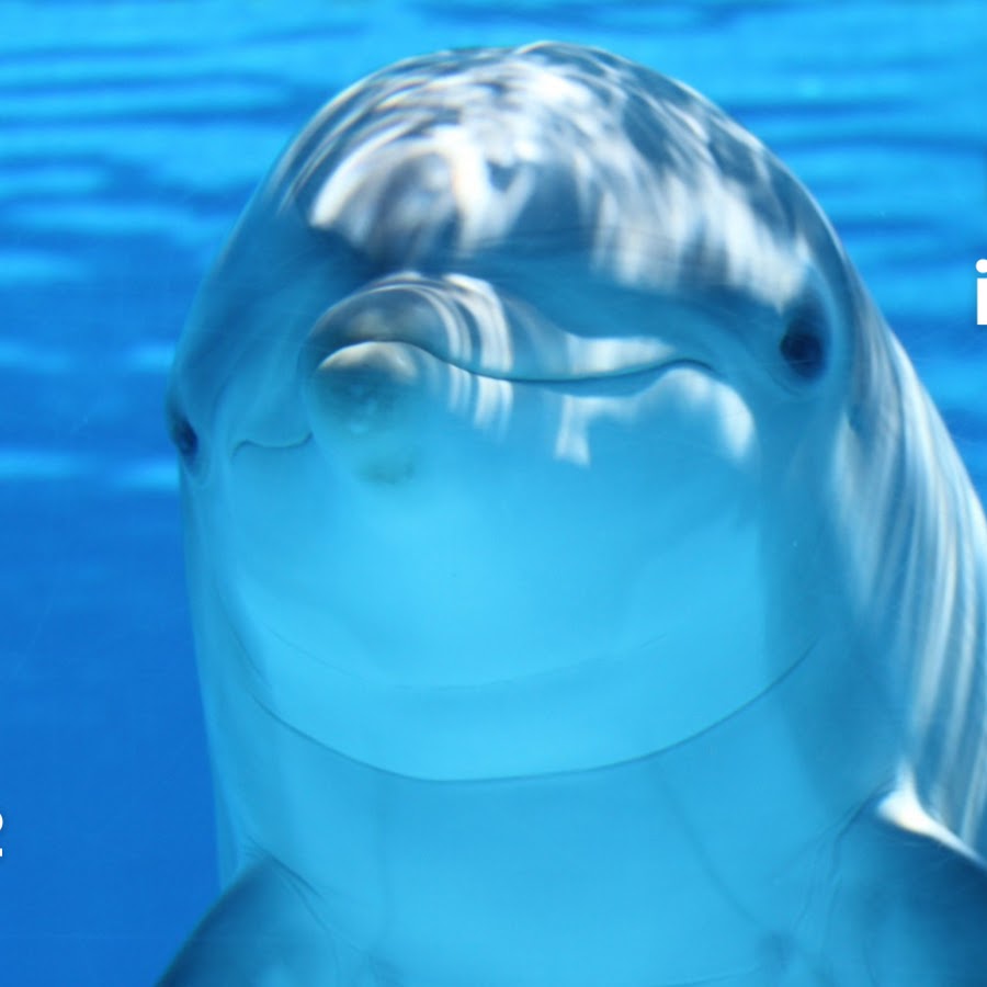 Grace Campus Fellowship YouTube