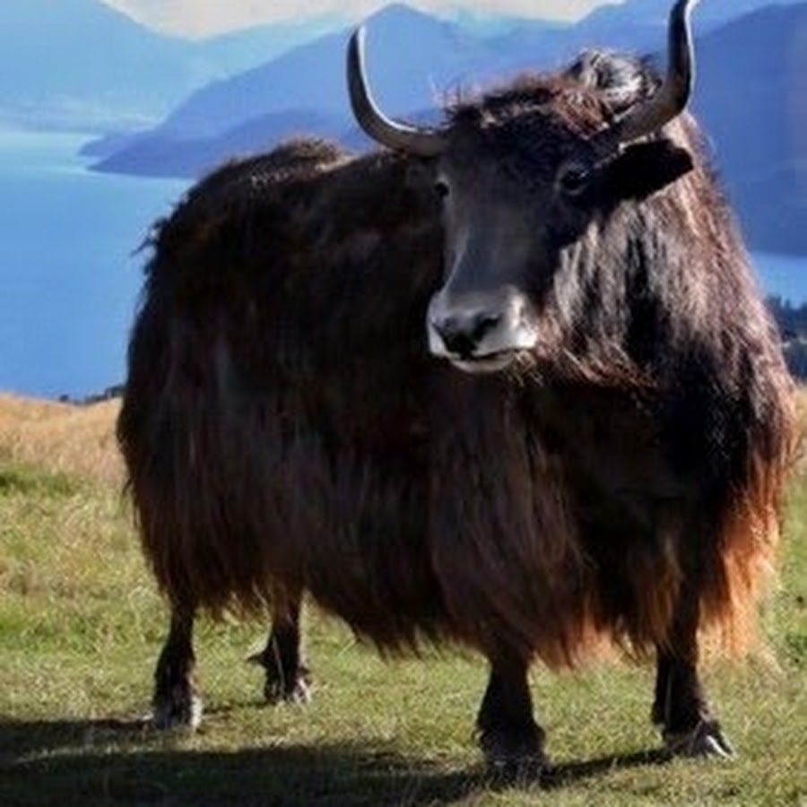 Що таке як. Бык Сарлык. Монгольский бык. Сарлык Монголия. Сарлык Тува.