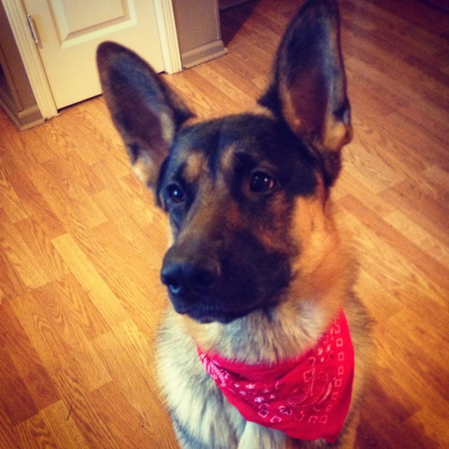 IndyGermanShepherd - YouTube