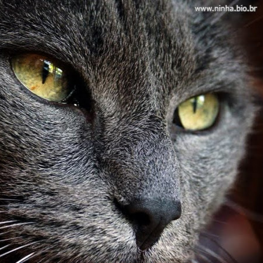 Cat и дымок. Кошка дымка. Картинки о кошках в дыму. Кошка вейп. Малфой патронус.