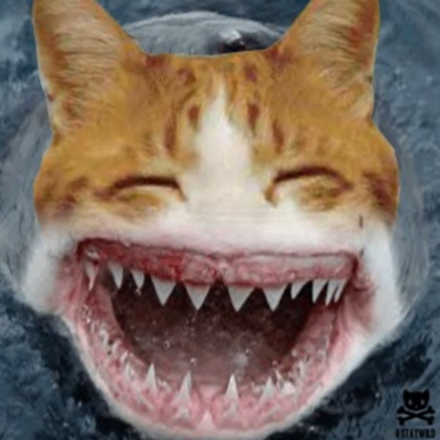 Зубы кошки и зубы акулы. Кошачья акула. Котакцла.