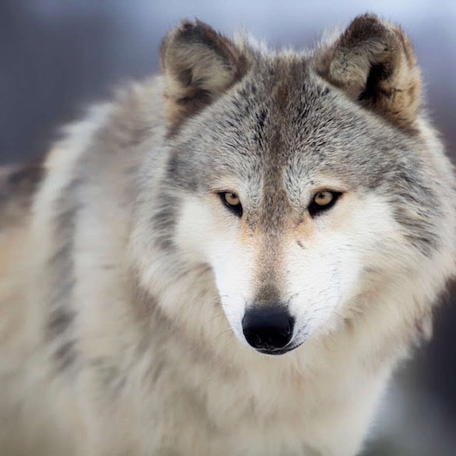 Quiet Wolf Gaming - YouTube