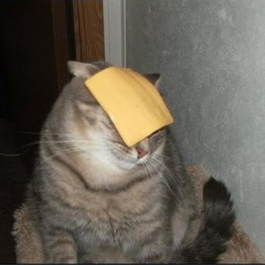 Cheddar Cheese Cat YouTube