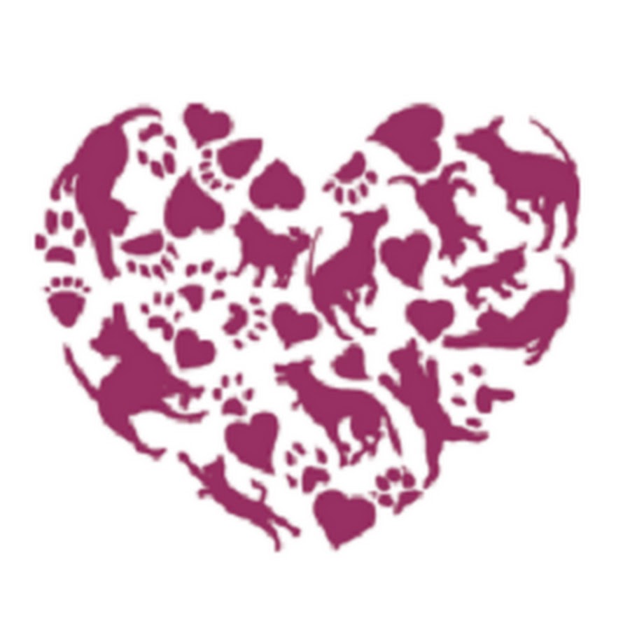 Animal Care Center of Castle Pines YouTube