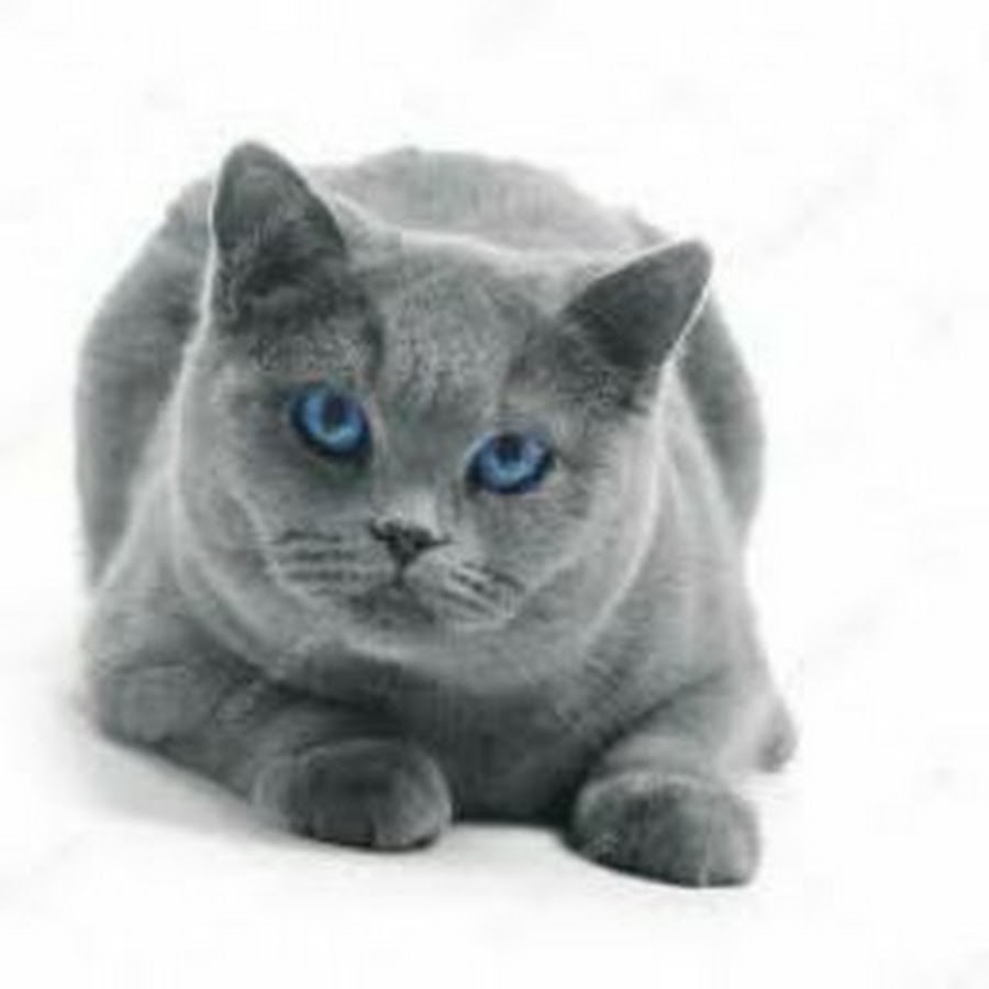 британская короткошёрстная кошка и русская голубая. британская короткошёрстная кошка и русская голубая. британский кот с голубыми глазами. британская кошка описание породы. демоверсия огэ по биологии 2021.