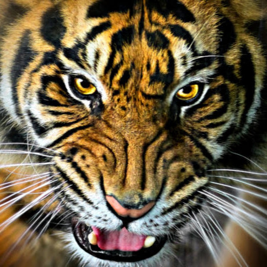 Wild Animals World - YouTube