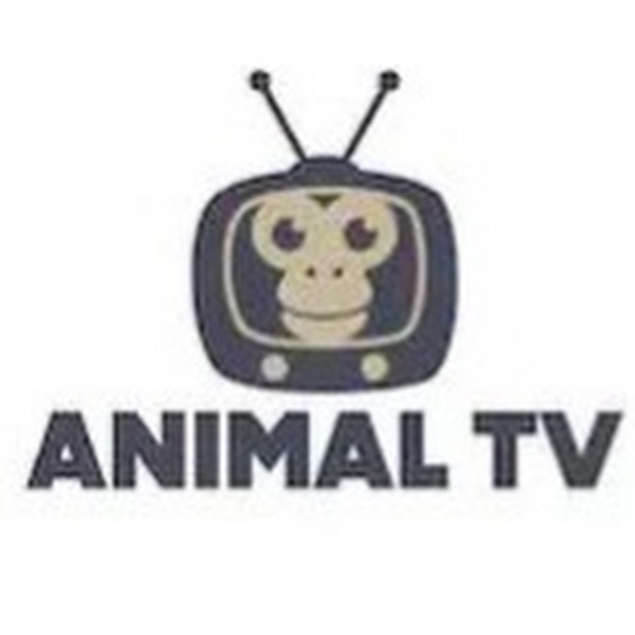 Animals Tv - YouTube