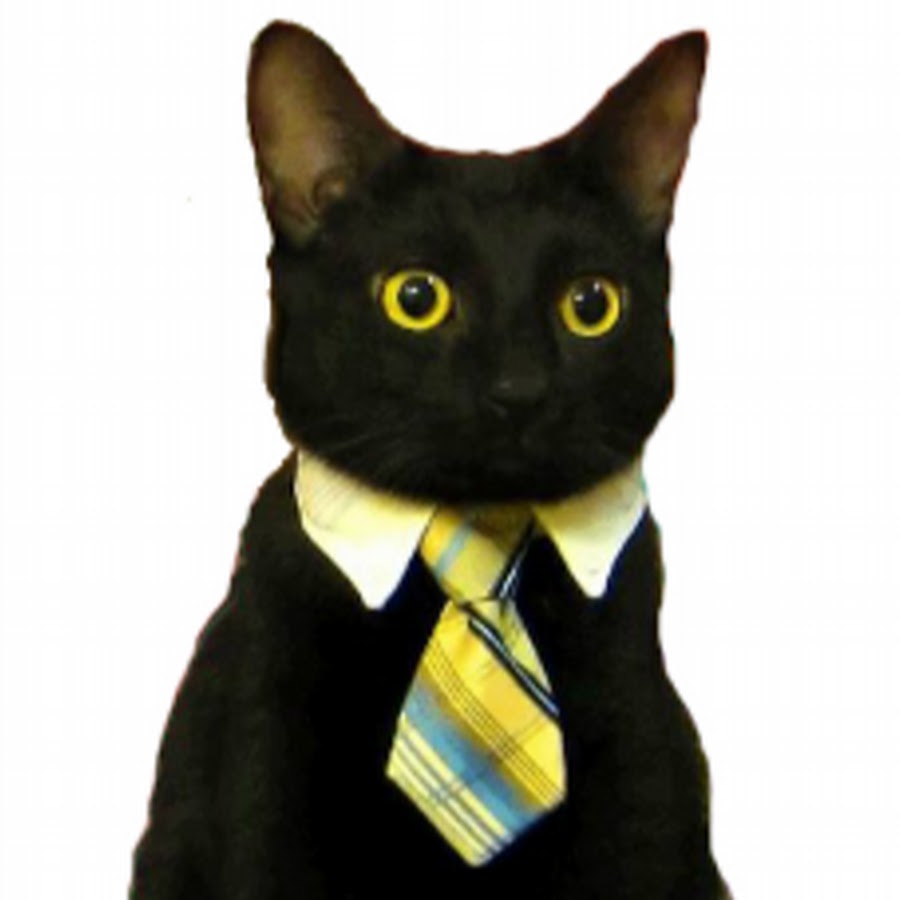 Mr. Business Cat YouTube