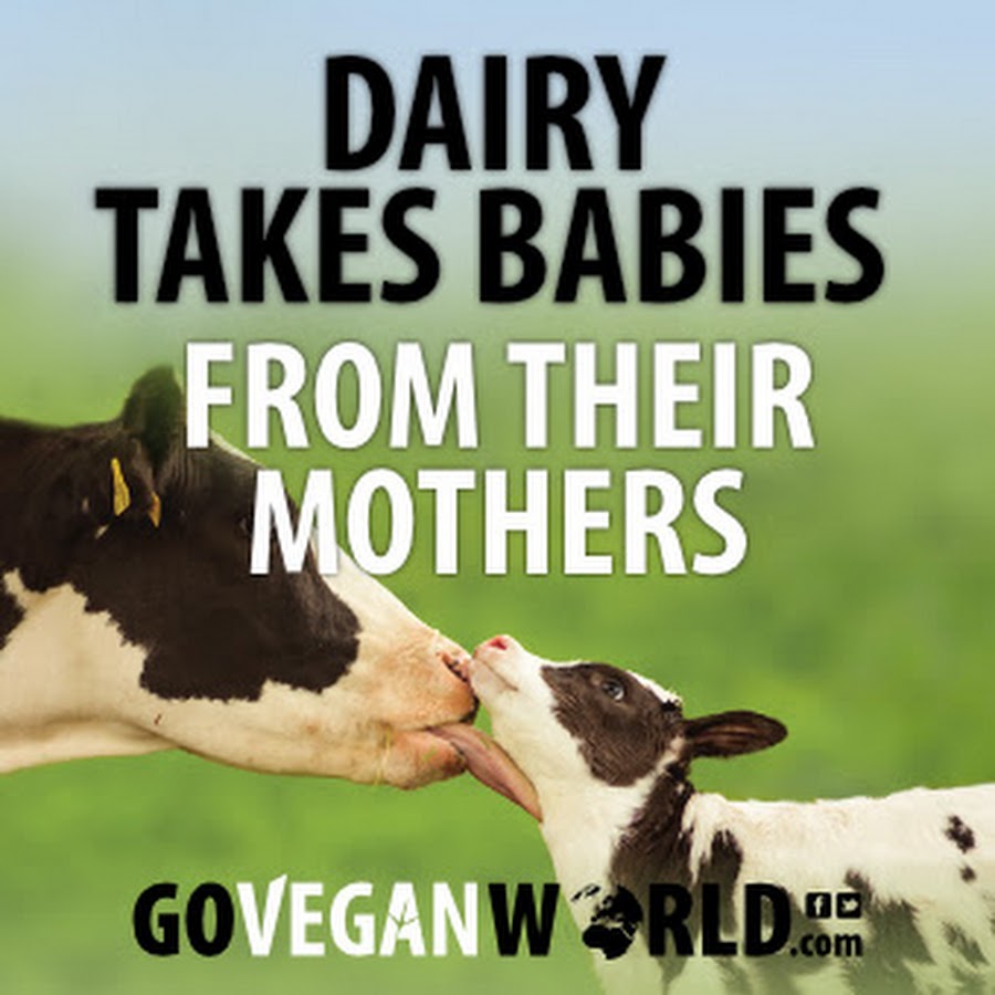 Go Vegan World Animal Rights Campaign YouTube