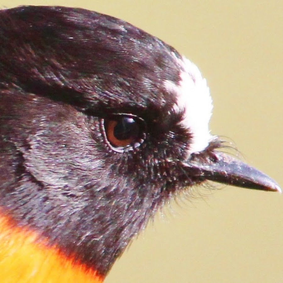 Birds of the Huon Tasmania 