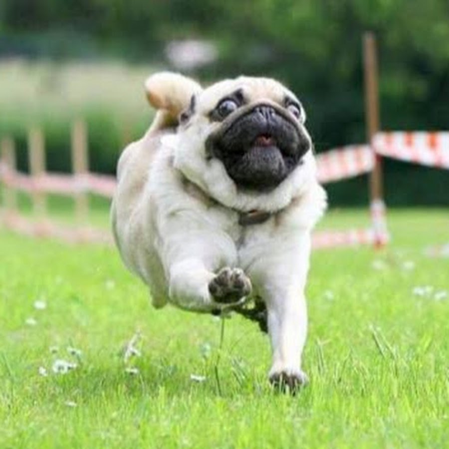 Funny PuG 