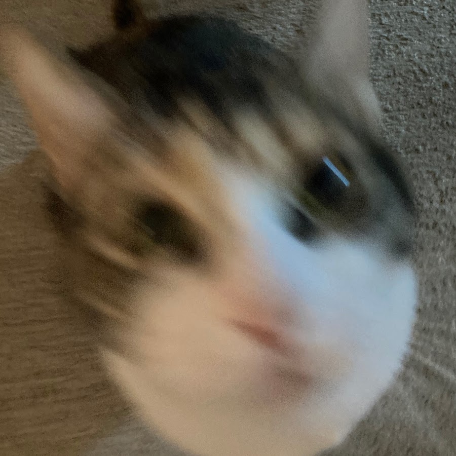 I luv dogs Yay YouTube