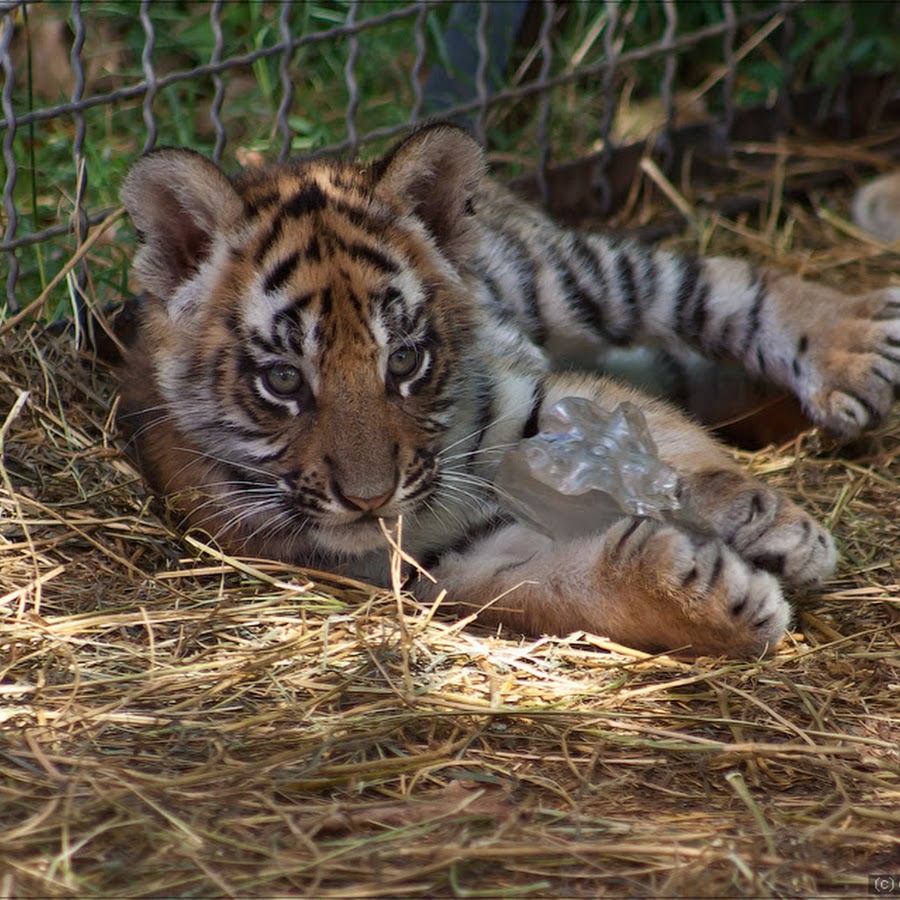 олег зубков парк львов тайган. татьяна алексагина тайган.