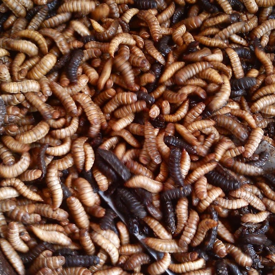 Black Soldier Fly Farming 