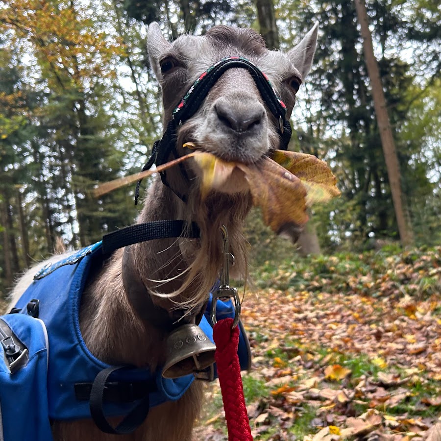 Dalmatiner vom Wissbächli Schweiz - YouTube