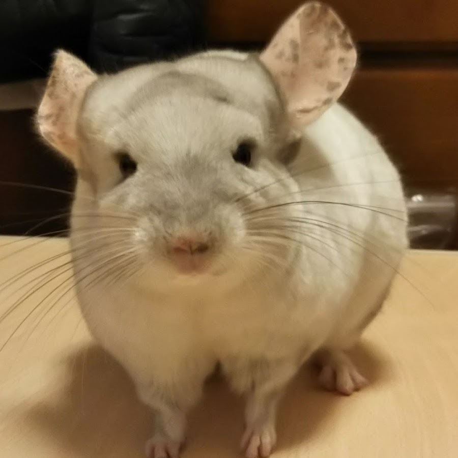 丸いもふもふは正義 チンチラゾーイさんの3分飼い主 Youtube