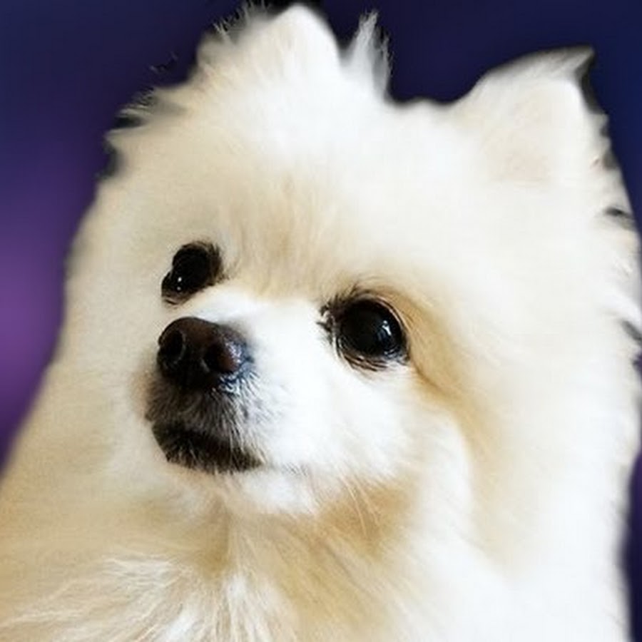 Gabe the Dog - YouTube